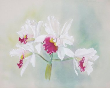 Güzellik çiçekleri, el çizimi çizimleri. 