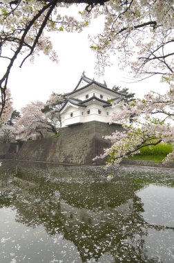 Shibata Şatosu Parkı ve Kiraz Çiçeği