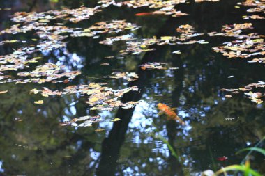 Balık ve yapraklı güzel göl manzarası