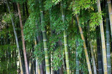 Japonya 'daki bambu ormanı manzarası