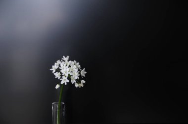 Güzel çiçekler, yakın görüş, doğa konsepti.