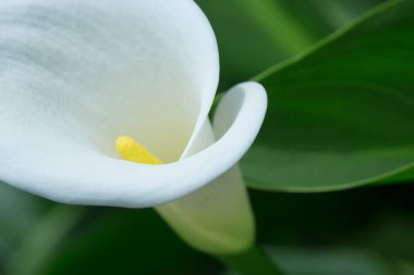 Güzel çiçekler, yakın görüş, doğa konsepti.