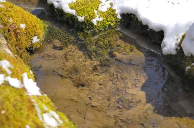 Kış orman içinden akan nehir