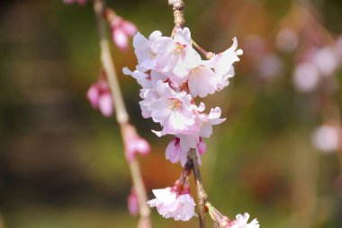 İlkbaharda kiraz çiçeği 