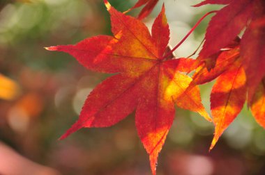 Kırmızı akçaağaç yaprağı arka plan