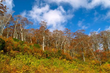 Renkli yaprakları ve ağaçları olan güzel sonbahar manzarası              