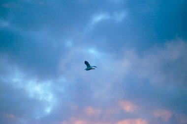 Gün batımında gökyüzünde uçan bir martı.