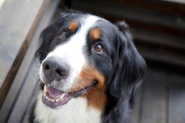 Dışarıdaki sevimli köpeğin yakın plan fotoğrafı.   