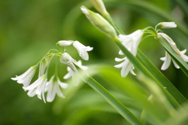 Bahçedeki beyaz kar damlası çiçeği