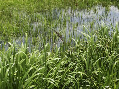 Yazın çimen ve bataklık