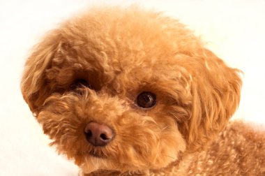 Maltipoo köpek yavrusu beyaz arkaplanda izole edildi 