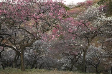 Parkta beyaz ve pembe çiçekli güzel ağaçlar          