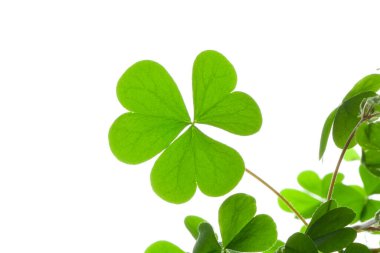 yeşil yonca yaprakları beyaz arkaplanda izole 