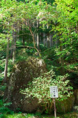 Gündüz vakti ormanda yeşil uzun ağaçlar 