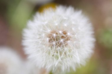 Beyaz yeşil çimenlerin üzerinde karahindiba 