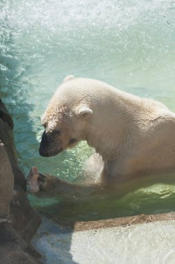 Hayvanat bahçesindeki kutup ayısı