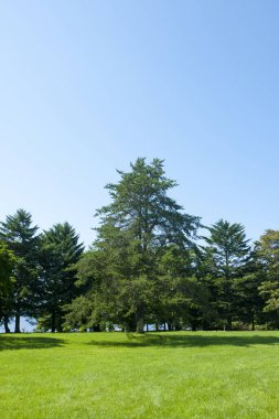 Birkaç ağacı olan bir park. 