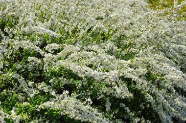 Bahçede beyaz çiçekler