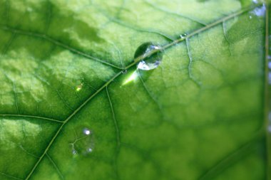 Su yeşil bitkiye damlıyor, yakın plan 