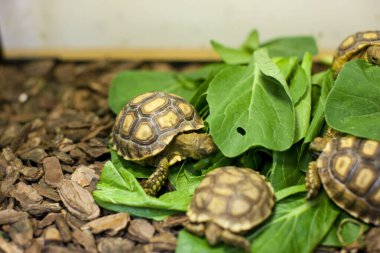 Yeşil yapraklı küçük kaplumbağalar, yaklaşın.