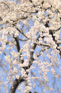 İlkbaharda kiraz çiçekleri, sakura ağaçları                