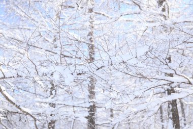 Kışın karla kaplı ağaçlar 