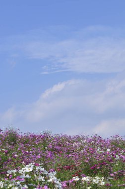 Çiçek tarlaları mavi gökyüzünün arka planında