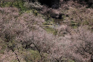 Kiraz çiçekleri ve çiçekler güzel bir arka plan. 