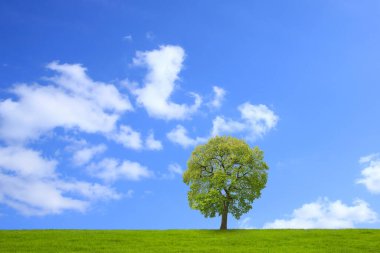 mavi gökyüzü yeşil alan arkaplan görüntüsü