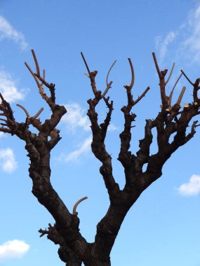 Ağaç dalları gökyüzüne karşı