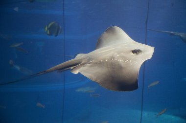 Akvaryumdaki güzel tropikal deniz balıklarının sualtı manzarası