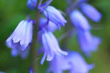 Bahçedeki güzel mavi çiçekler