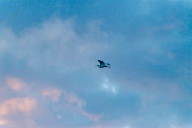 Gün batımında gökyüzünde uçan bir martı.