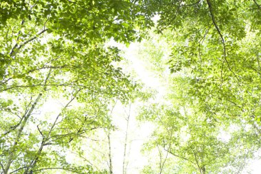 Ormanda yeşil ağaçlar