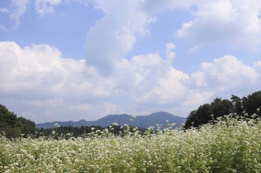 Dağları ve mavi gökyüzü olan güzel bir manzara.
