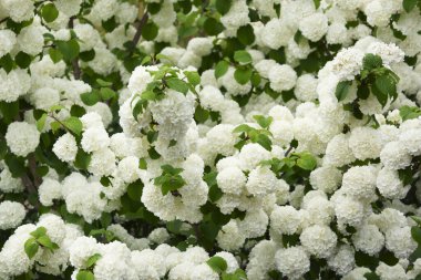 Doğanın arka planında beyaz çiçek çalıları