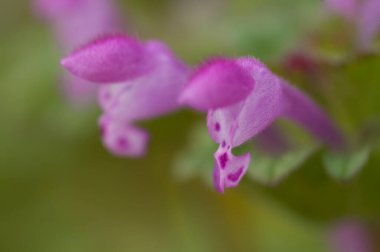 Ormanın arka planında mor çiçekler