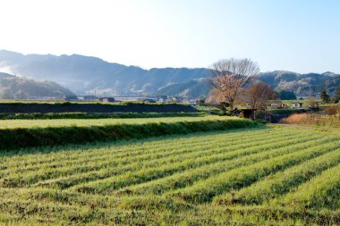Japonya 'daki pirinç tarlaları