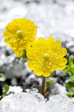 Su damlacıkları ile sarı çiçekler, yakın çekim