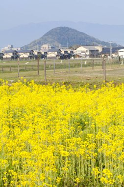 Sarı çiçekli güzel bir manzara.