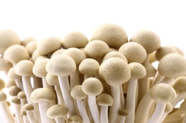 Beyaz arkaplanda shimoji mantarları