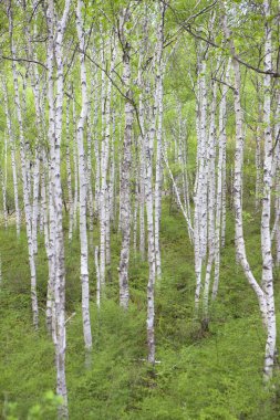 Baharın başında huş ağacı ormanı. huş ağaçları, huş gövdeleri. 