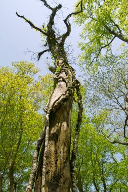 Ormanda güzel yeşil ağaçlar, doğa ve çevre konsepti        