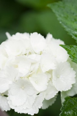 Bahçedeki güzel beyaz çiçek