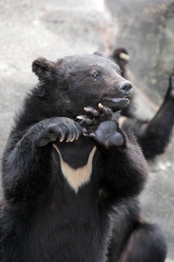 Hayvanat bahçesindeki sevimli ayılar