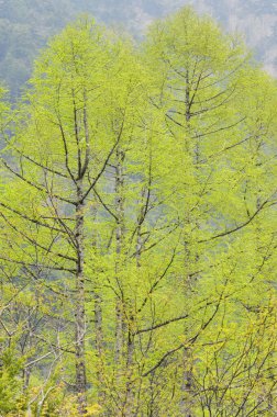 Ormanda yeşil bahar ağaçları 