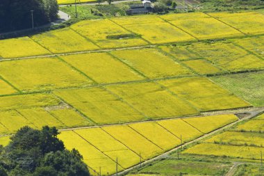 Japonya 'daki pirinç tarlası doğa geçmişi üzerine