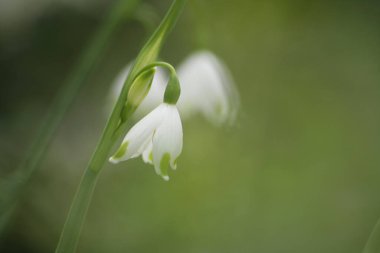 Bahçedeki beyaz zambak