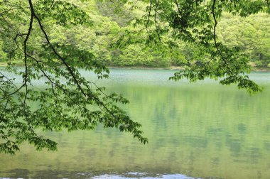 Güzel yeşil yapraklar ve dallar gölün sakin sularında yansıyor.           
