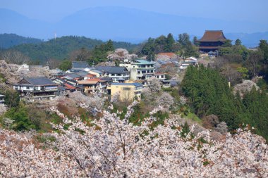 Japonya 'daki yeşil park tepelerinde çiçek açan sakura ağaçlarının manzaralı görüntüleri.